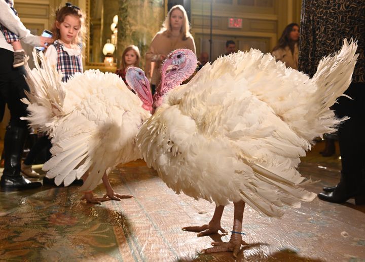 WASHINGTON, DC - NOVEMBER 20: Two turkeys named Chocolate and Chip are presented on November 20, 2022 in Washington, DC. They will be pardoned by the U.S. President for the 2022 Thanksgiving Day. (Photo by Chen Mengtong/China News Service via Getty Images)