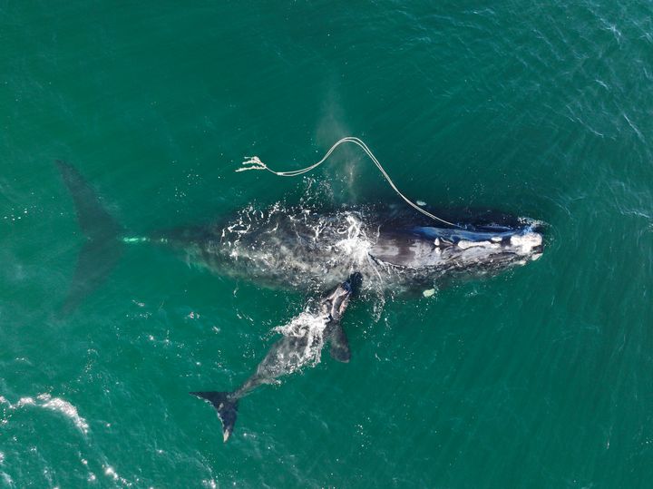 An endangered North Atlantic right whale entangled in fishing rope as it swims with a newborn calf off Cumberland Island, Georgia.